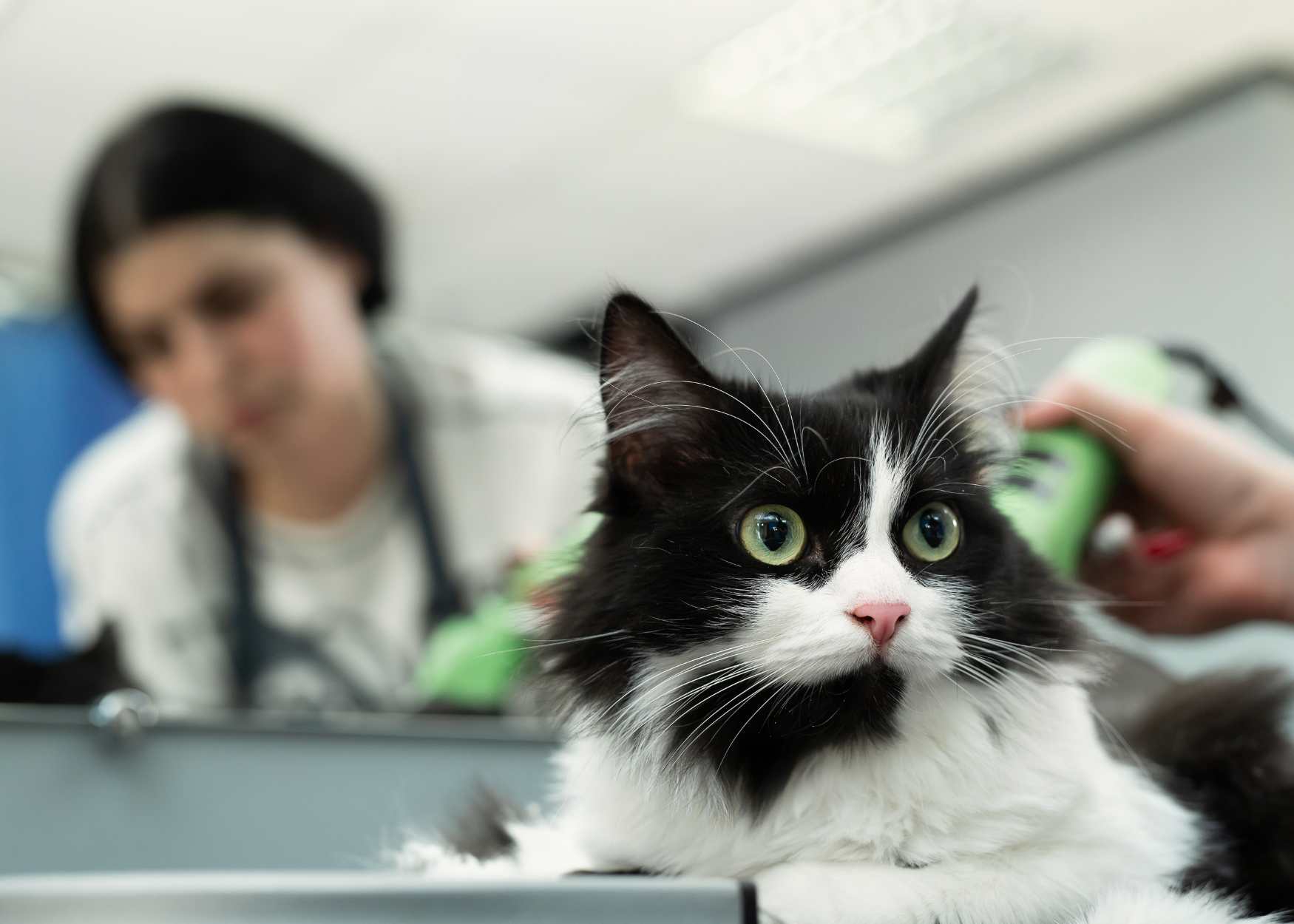 Pet Insurance