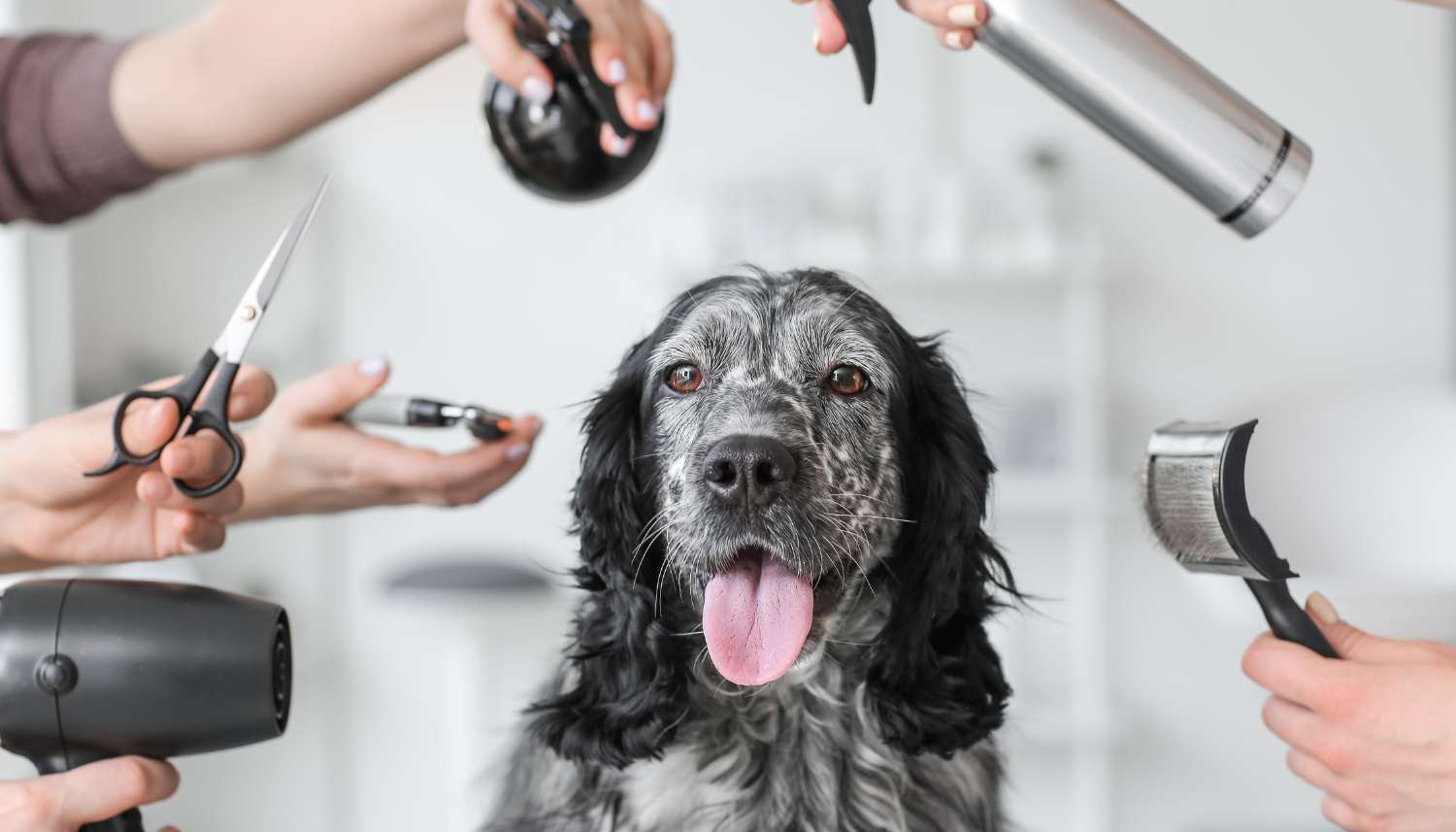 a person holding a dog